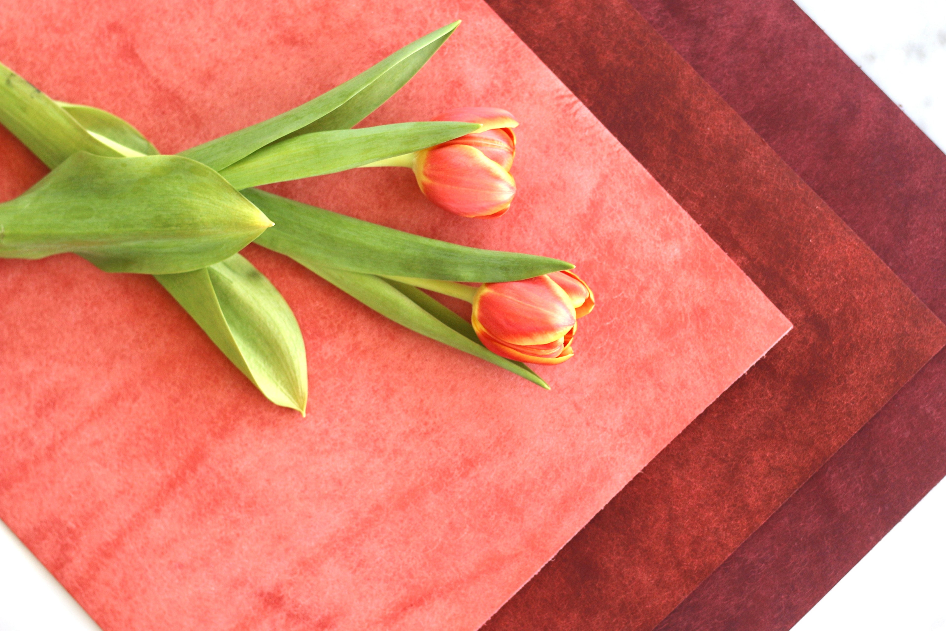 Three red tulips on a textured red surface with a white background